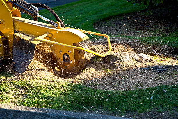 Oconto Falls, WI Tree Removal Company